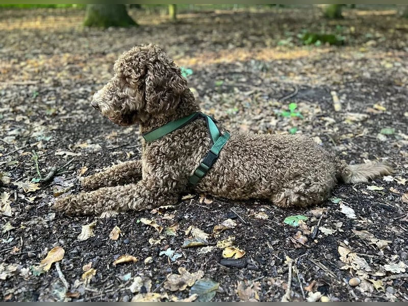 Pudelrüde 14 Monate