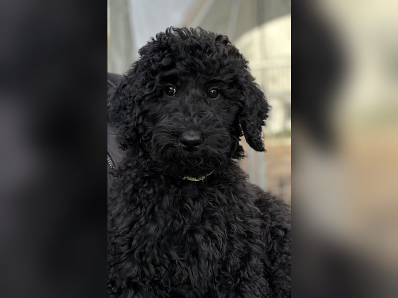 Die Drei vom Kap Arkona (Grosspudelwelpen)