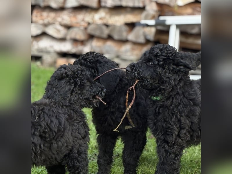 Die Drei vom Kap Arkona (Grosspudelwelpen)