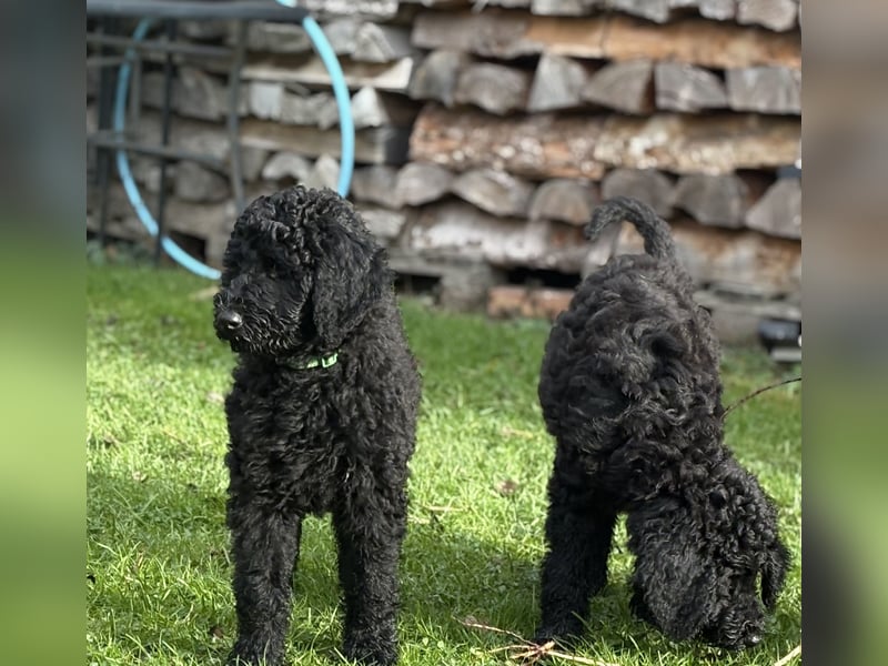 Die Drei vom Kap Arkona (Grosspudelwelpen)