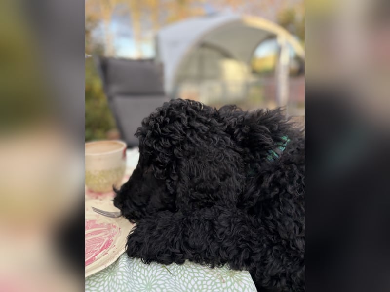 Die Drei vom Kap Arkona (Grosspudelwelpen)