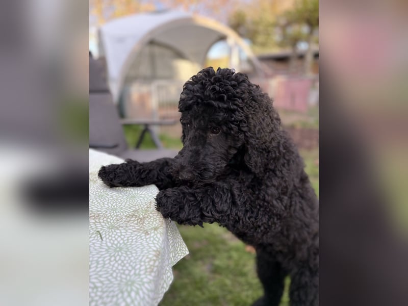 Die Drei vom Kap Arkona (Grosspudelwelpen)