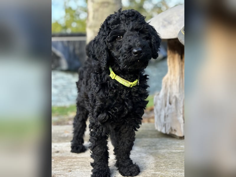 Die Drei vom Kap Arkona (Grosspudelwelpen)