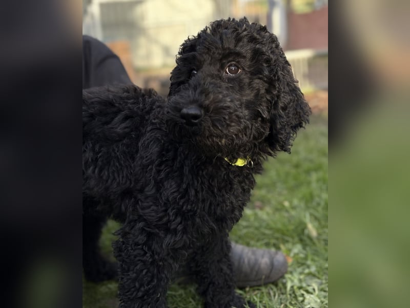 Die Drei vom Kap Arkona (Grosspudelwelpen)