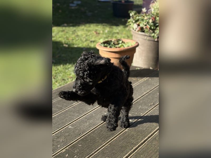 Die Drei vom Kap Arkona (Grosspudelwelpen)