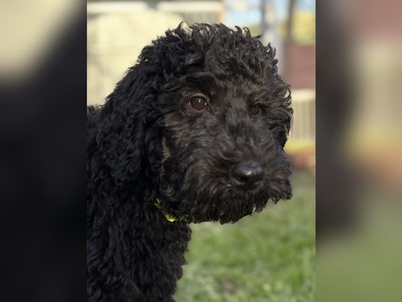 Die Drei vom Kap Arkona (Grosspudelwelpen)