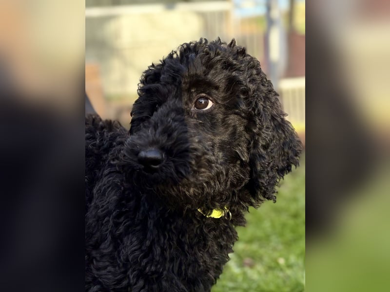 Die Drei vom Kap Arkona (Grosspudelwelpen)