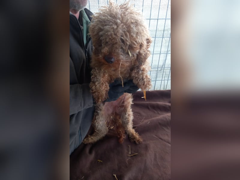 Csipke-PP, Wuschelhund sucht sein Glück