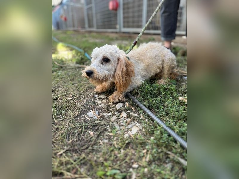 Pipa PP – kleiner Pudelmann wünscht sich eine Familie