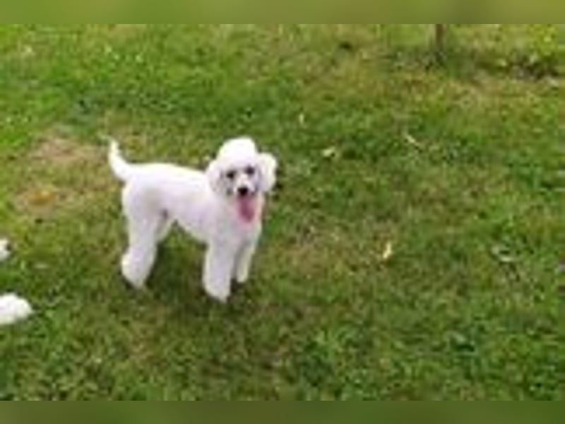 Zwergpudel-Hündin, 6 Jahre mit Papiere