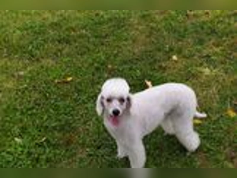 Zwergpudel-Hündin, 6 Jahre mit Papiere