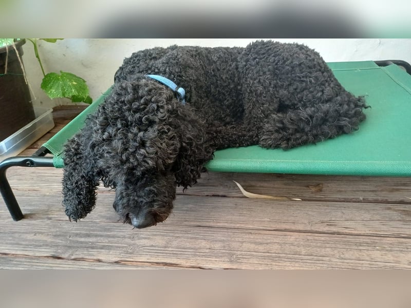 Rollo – 4-Jähriger sensibler, intelligenter Königspudel