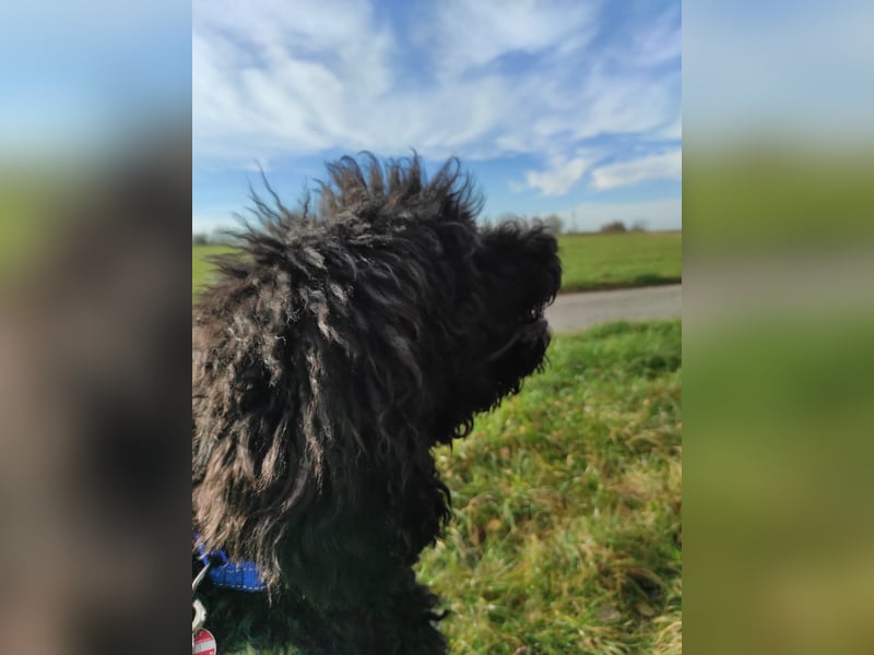 Rollo – 4-Jähriger sensibler, intelligenter Königspudel