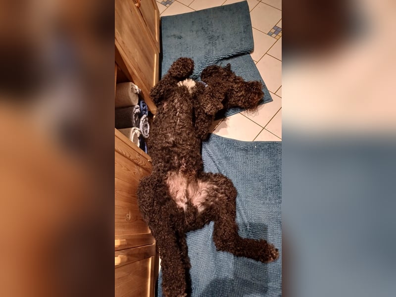 Rollo – 4-Jähriger sensibler, intelligenter Königspudel