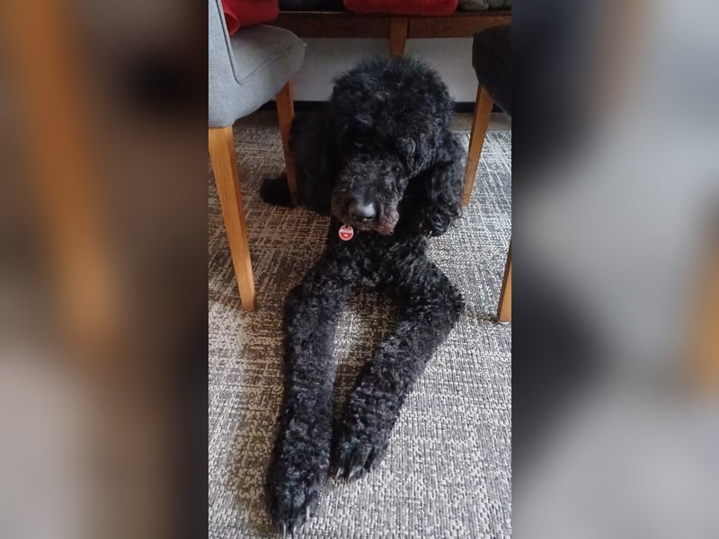 Rollo – 4-Jähriger sensibler, intelligenter Königspudel