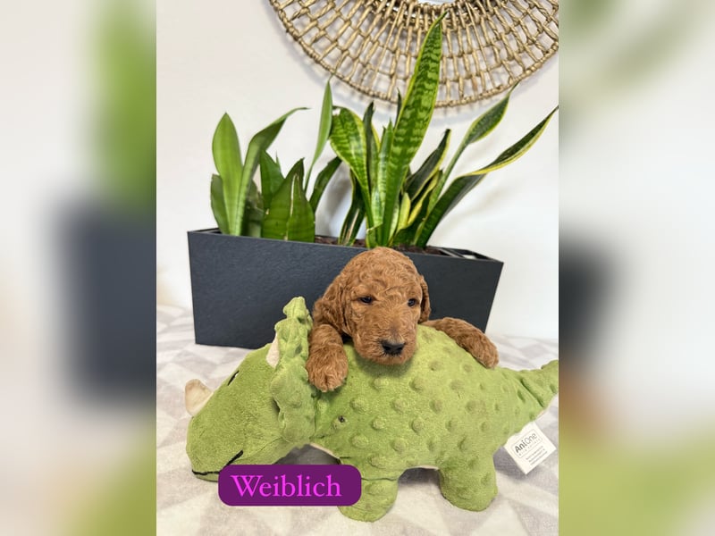 Riesenpudel Welpen abzugeben