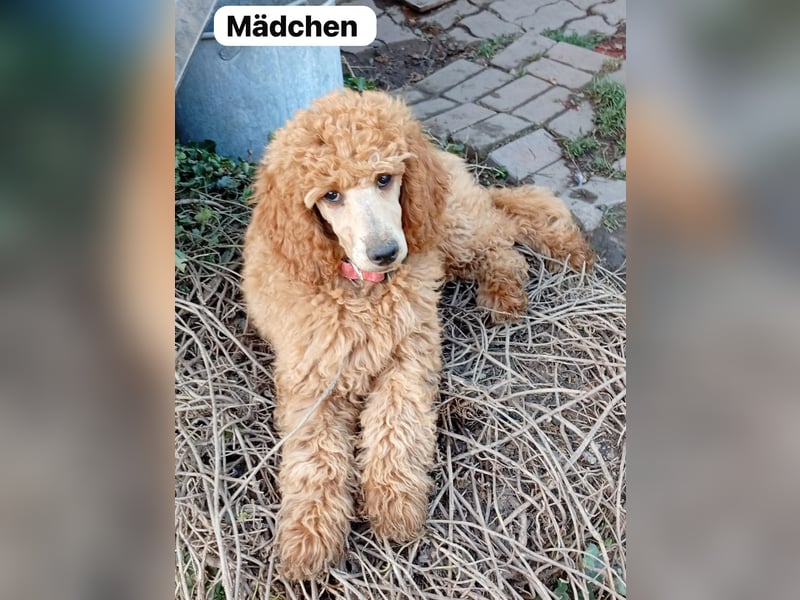 Riesenpudel Welpen abzugeben