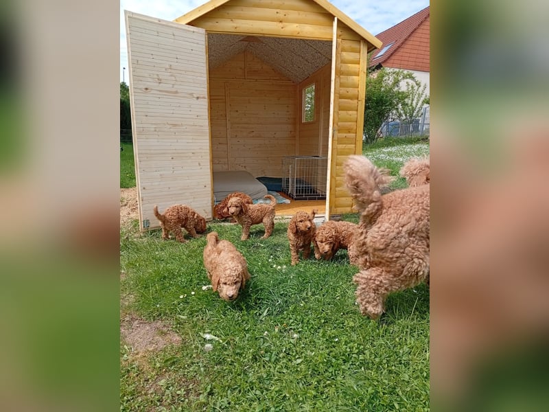 Riesenpudel Welpen abzugeben
