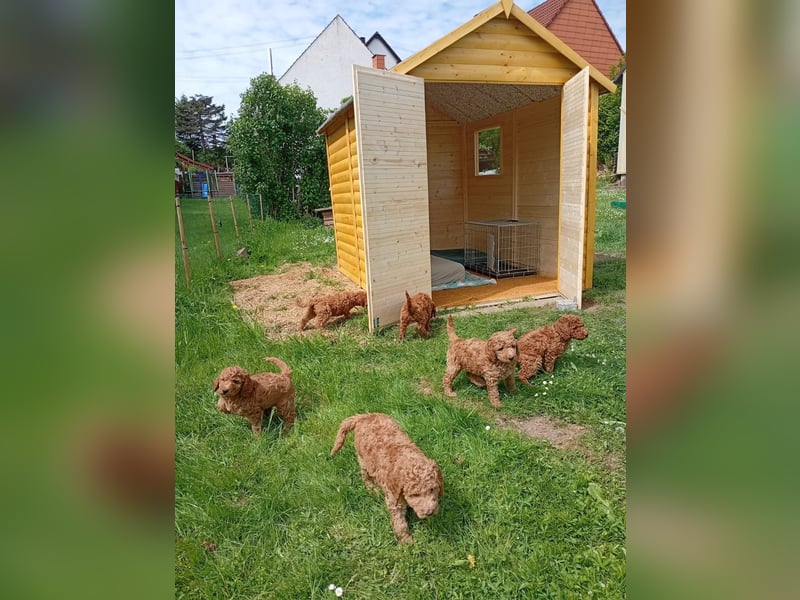 Riesenpudel Welpen abzugeben