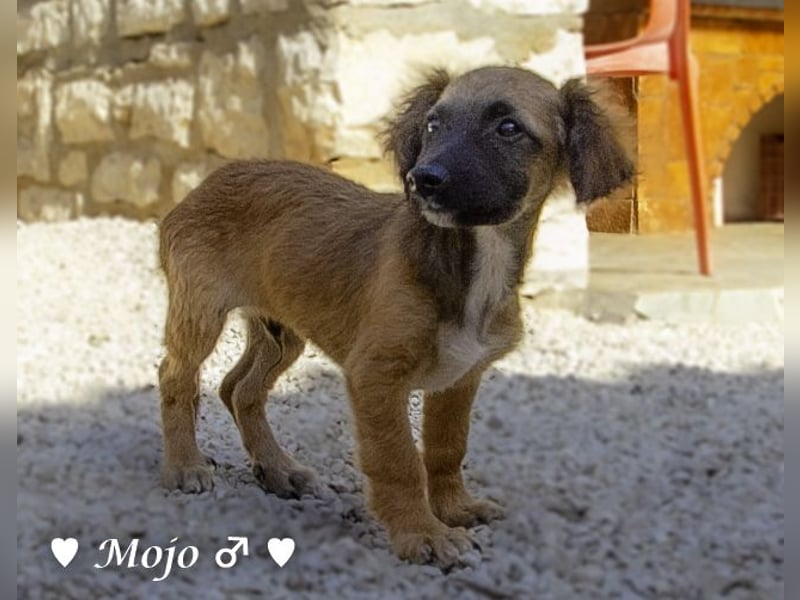 Schoßhund zu vermitteln  - Drei kleine Pudelmischlinge  und ihre Mama suchen ein Zuhause