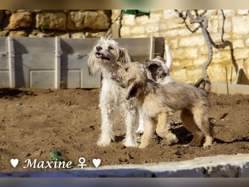 Schoßhund zu vermitteln  - Drei kleine Pudelmischlinge  und ihre Mama suchen ein Zuhause