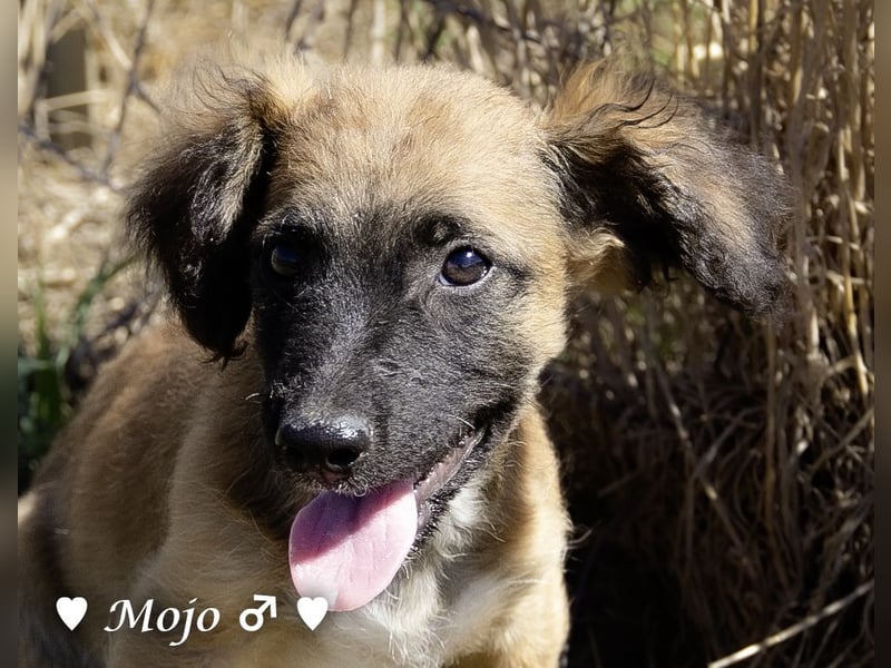 Schoßhund zu vermitteln  - Drei kleine Pudelmischlinge  und ihre Mama suchen ein Zuhause