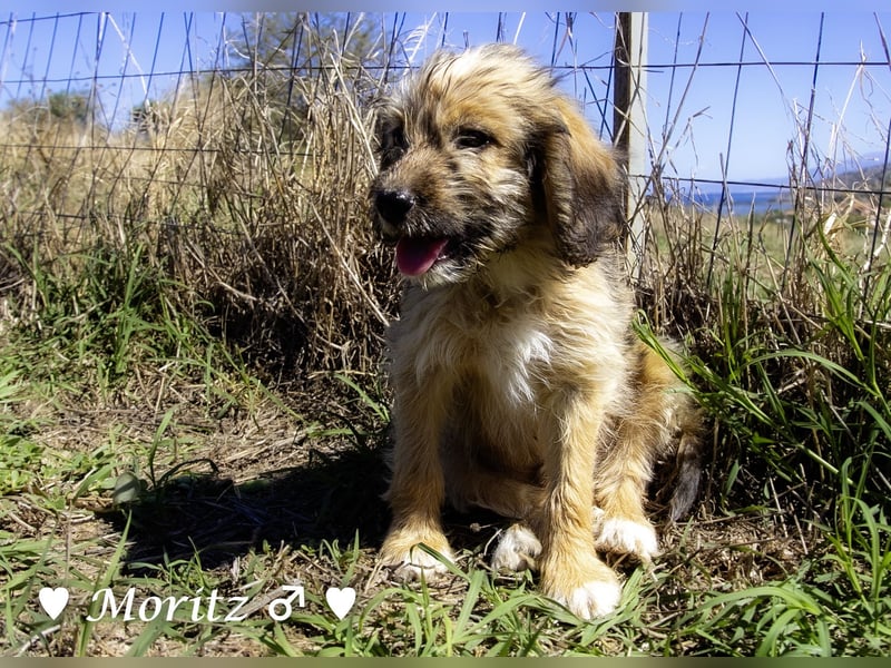 Schoßhund zu vermitteln  - Drei kleine Pudelmischlinge  und ihre Mama suchen ein Zuhause