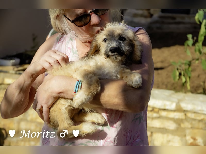 Schoßhund zu vermitteln  - Drei kleine Pudelmischlinge  und ihre Mama suchen ein Zuhause