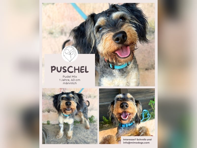 Puschel: Ein charmanter Pudelmix