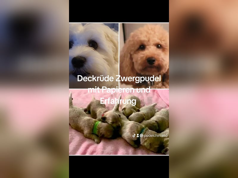 Reinrassige Apricot Zwergpudel Deckrüde Ahnentafel Gentest Patella Katarakte frei Zuchttauglich