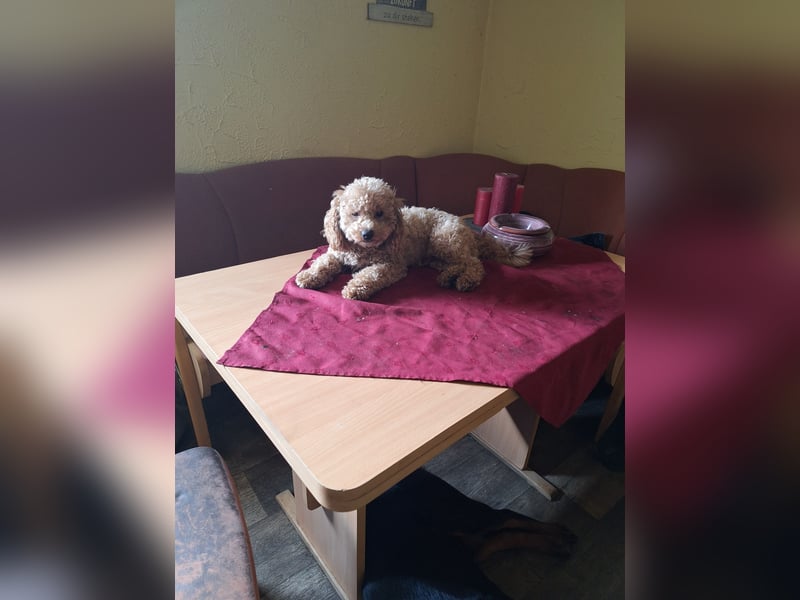 Biete Zwergpudel als Deckrüde (kein Verkauf)