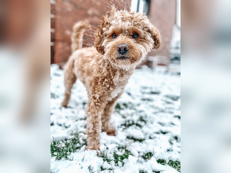 Maltipoo Malteser Pudel Deckrüde