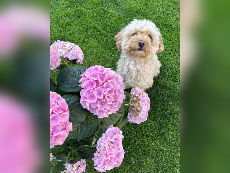 Maltipoo Malteser Pudel Deckrüde