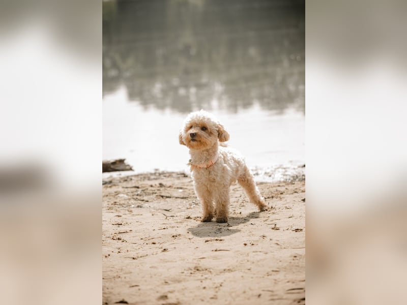 Maltipoo Malteser Pudel Deckrüde