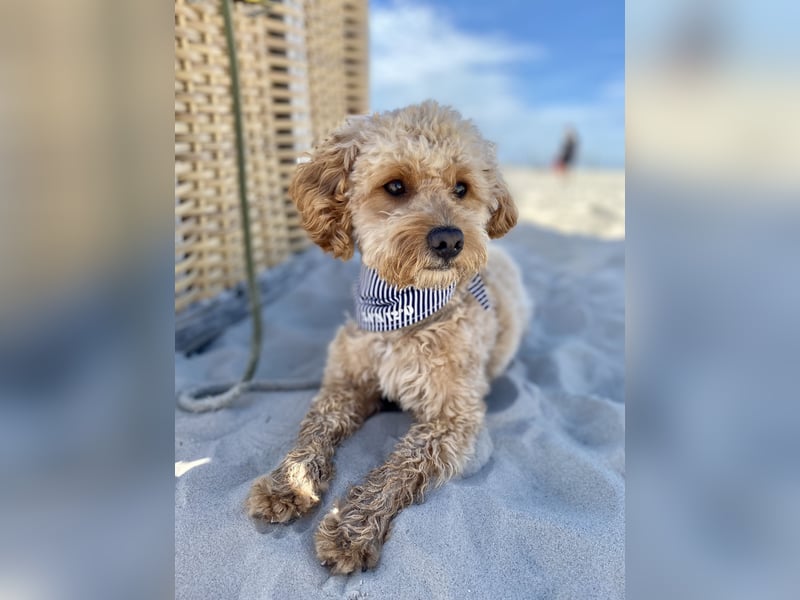 Maltipoo Malteser Pudel Deckrüde