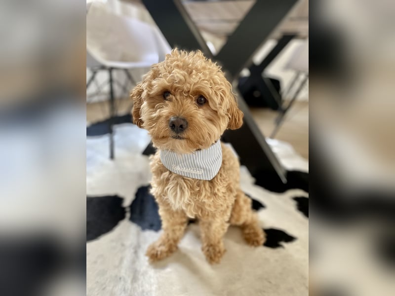 Maltipoo Malteser Pudel Deckrüde