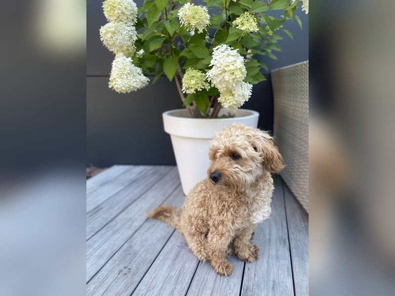 Maltipoo Malteser Pudel Deckrüde