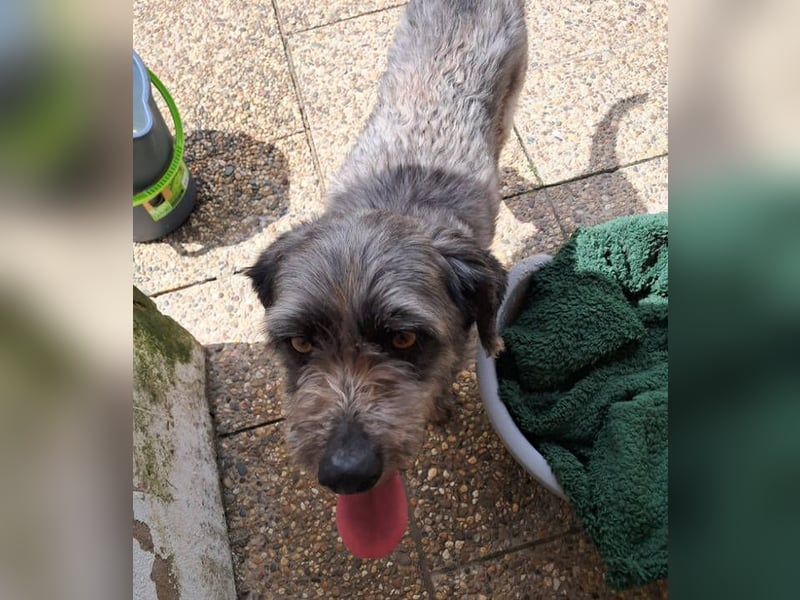 Milo, Pudel Mischling