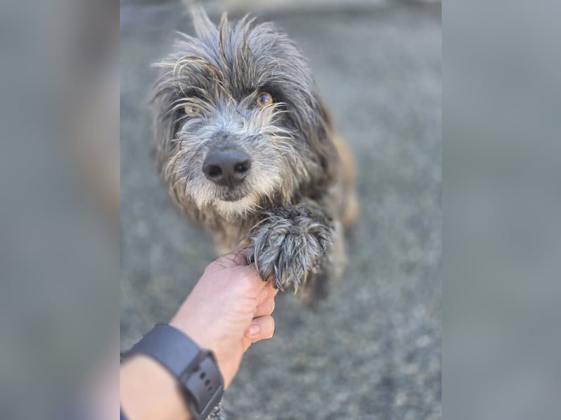 Milo, Pudel Mischling