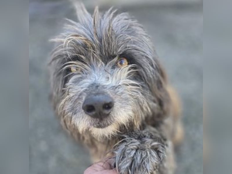 Milo, Pudel Mischling