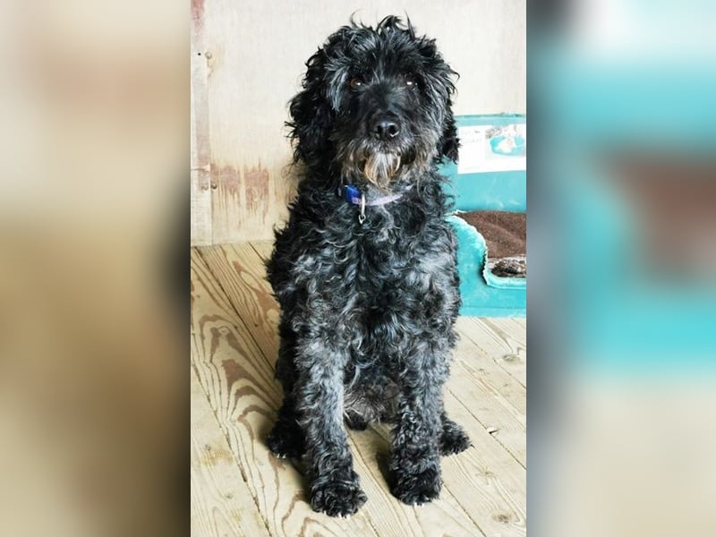 Jack, Schnauzer-Pudel-Mix, geb. 2015, netter Senior sucht Zuhause