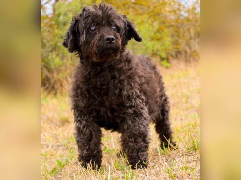 Leon, Pudelmix, geb. 2013, blinder, sehr lieber Hundeopa sucht Zuhause