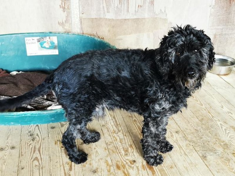 Jack, Schnauzer-Pudel-Mix, geb. 2015, netter Senior sucht Zuhause