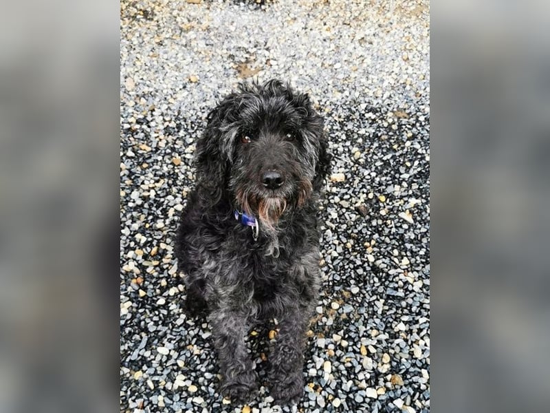 Jack, Schnauzer-Pudel-Mix, geb. 2015, netter Senior sucht Zuhause