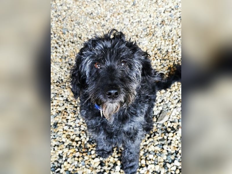 Jack, Schnauzer-Pudel-Mix, geb. 2015, netter Senior sucht Zuhause