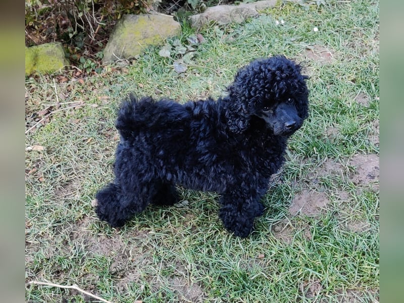Schwarze Toypudelwelpen