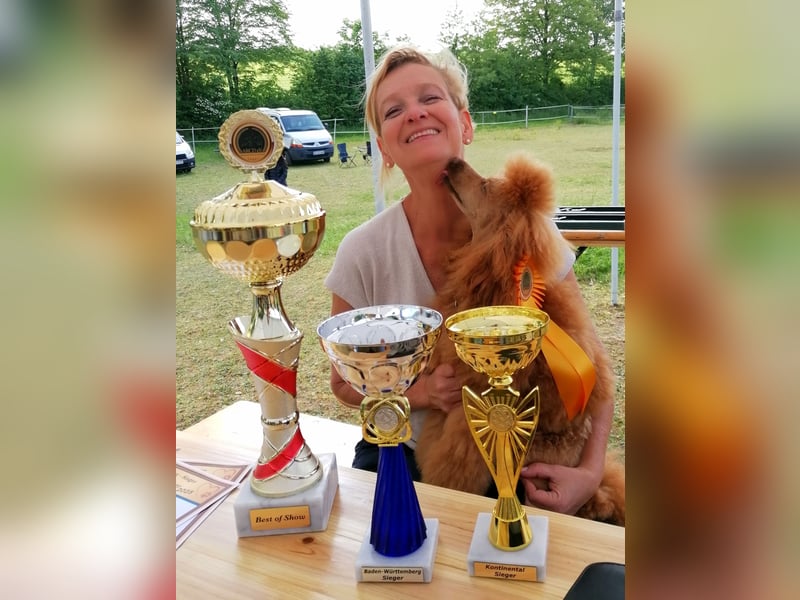 Deckrüde Kleinpudel Zwergpudel rot, vererbt auch loh, Laboklin, Intern. Champ., BEST OF SHOW, etc.