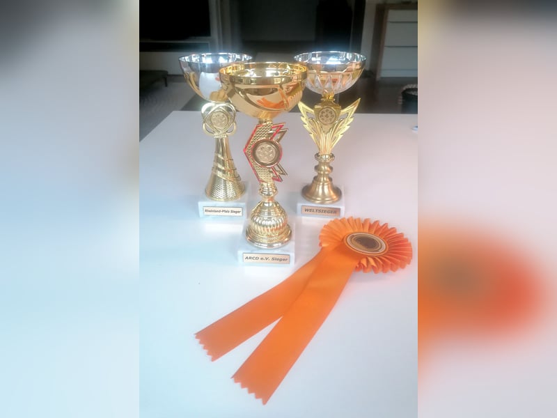 Kleinpudel Zwergpudel in rot red, vererbt auch tan bzw. loh