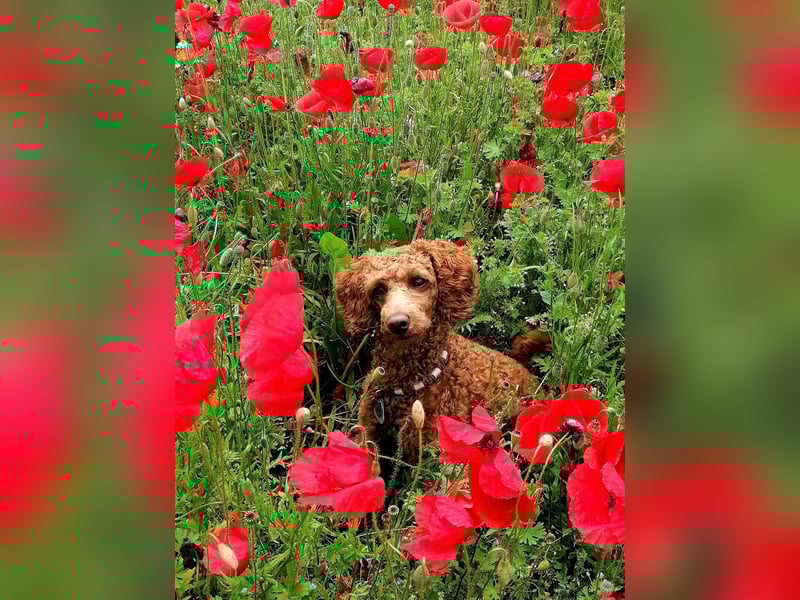 Kleinpudel Zwergpudel in rot red, vererbt auch tan bzw. loh
