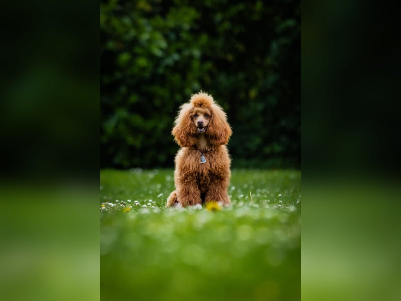 Deckrüde Kleinpudel Zwergpudel rot, vererbt auch loh, Laboklin, Intern. Champ., BEST OF SHOW, etc.